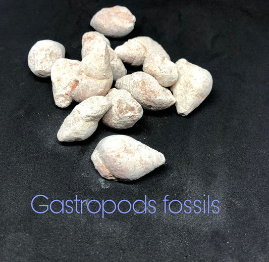 Gastropod fossils